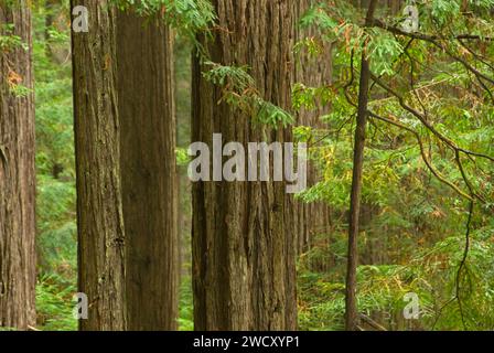 Coast redwood Falls, le long du sentier Trillium Redwood National Park, Californie Banque D'Images