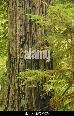 La forêt le long du sentier en boucle Hatton, Jedediah Smith Redwoods State Park, parc national de Redwood, Californie Banque D'Images