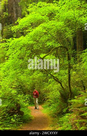 Hatton Loop Trail, parc national de Jedediah Smith Redwoods, parc national de Redwood, Californie Banque D'Images