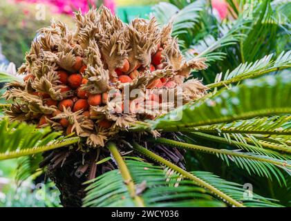 Cycad (cycas revoluta) fleur et fruit Banque D'Images