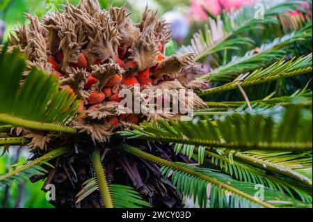 Cycad (cycas revoluta) fleur et fruit Banque D'Images