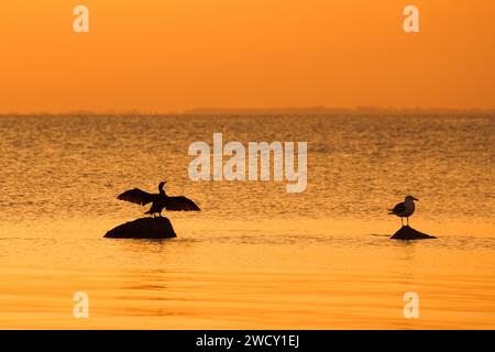 Grande mouette à dos noir et grand cormoran sur roche, desséchant ses ailes silhouettées contre le ciel orange du coucher du soleil le long de la côte de la mer Baltique, en Allemagne Banque D'Images