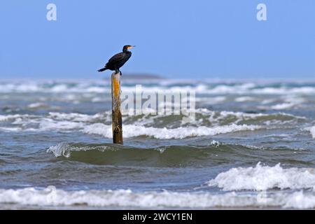 Grand cormoran (Phalacrocorax carbo) se reposant sur un poteau en bois dans l'eau le long de la côte de la mer du Nord sur une journée orageuse en automne / automne Banque D'Images