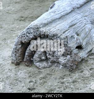 La bûche de bois flotté se décompose sur la plage de Bandon Beach en Oregon. Comme il se décompose, ses anneaux d'arbre distincts sont affichés. Banque D'Images