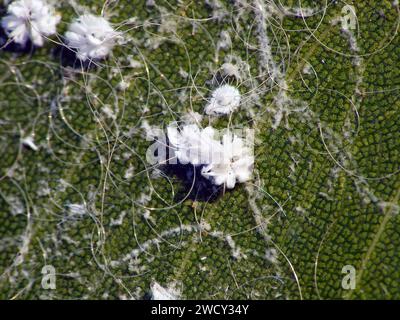 Aleurodicus dispersus, la mouche blanche en spirale, est une espèce de petit insecte blanc suceur de sève, un vrai insecte de l'ordre des hémiptères. Larves. Banque D'Images