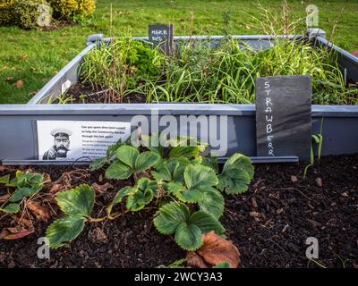 Jardin public communautaire. Lits de jardin surélevés avec des plantes dans le jardin communautaire potager. Leçons pour enfants. Concept Communauté, espace public, personnes âgées. Banque D'Images