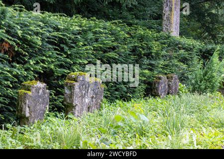 Pierres tombales en pierre naturelle, anciennes, abandonnées à la lisière de la forêt et envahies de mousse Banque D'Images