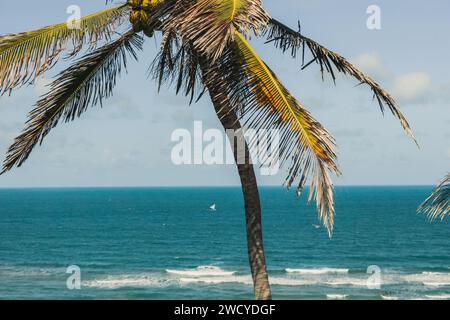 Une atmosphère de plage à l'ombre de palmiers luxuriants vers l'étendue infinie de l'océan Banque D'Images