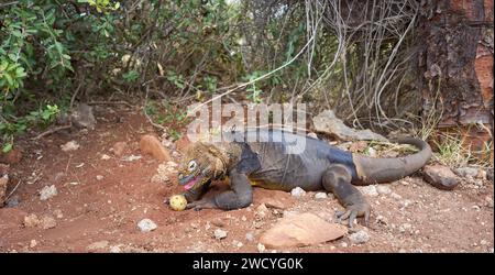 Iguane terrestre des Galapagos mangeant le fruit d'un opuntia echios, îles Galapagos, Équateur. Banque D'Images