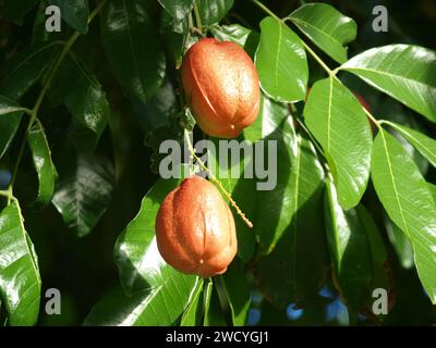 Ackee, le fruit national jamaïcain. Gros plan. Banque D'Images