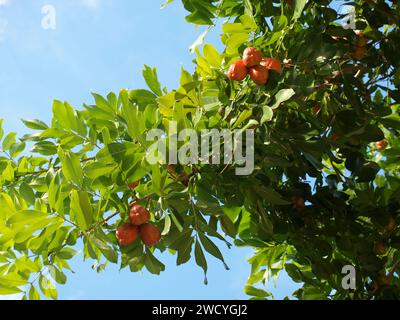 Ackee Tree avec des fruits. Fruit national jamaïcain. Grand angle. Banque D'Images