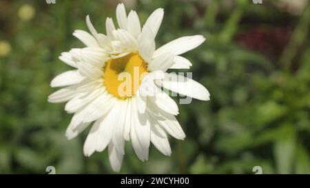 Photo d'une fleur de Marguerite blanche. Cette photo a été prise le matin dans la zone haute de Dieng, Indonésie Banque D'Images