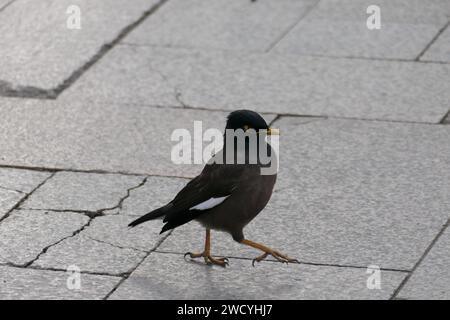 Myna commune (Acridotheres tristis) sur un trottoir dans un parc d'Istanbul Banque D'Images