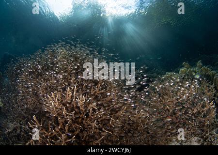 Un banc de poissons cardinaux translucides plane parmi les coraux coraux coralliens sur un récif à Raja Ampat, en Indonésie. Cette zone abrite une grande biodiversité marine. Banque D'Images