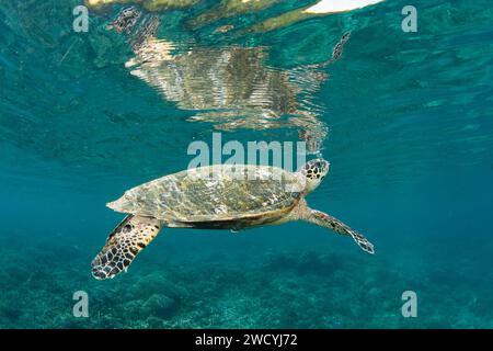 Une tortue de mer Hawksbill, Eretmochelys imbricata, s'élève pour respirer au-dessus d'un récif corallien peu profond à Raja Ampat. Ce reptile est une espèce menacée. Banque D'Images