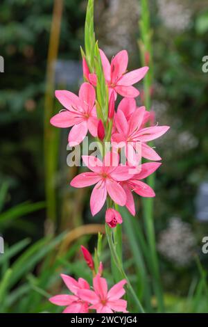 Gros plan de fleurs de lys (Watsonia) en fleurs Banque D'Images