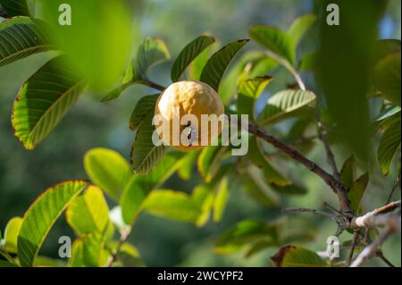 Fruit de la goyave sur un arbre Banque D'Images