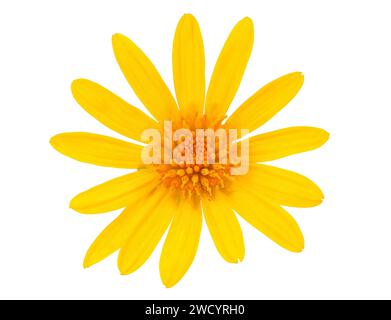 Marguerite africaine isolée sur fond blanc, Euryops chrysanthemoides Banque D'Images
