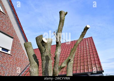 Baumschnitt dans Privatgarten Abgesägte Äste einer Weide.hier wurde nur der Stamm stehengelassen. Die Weide wird trotz des Rückschnittes wieder austreiben. Osnabrück Niedersachsen Deutschland *** Pruning dans un jardin privé branches taillées Osnabrück un saule ici seul le tronc a été laissé debout le saule germera à nouveau malgré la taille de Basse-Saxe Allemagne Banque D'Images