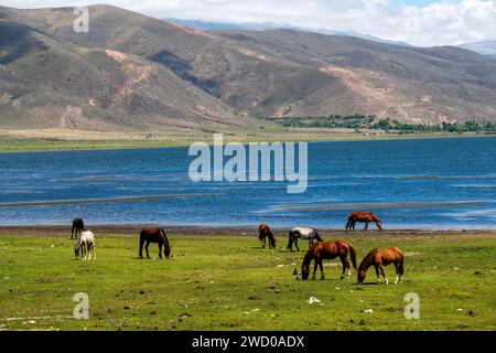 Chevaux sur les rives du lac la Angostura, El Mollar, province de Tucuman, Argentine Banque D'Images