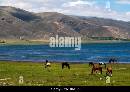 Chevaux sur les rives du lac la Angostura, El Mollar, province de Tucuman, Argentine Banque D'Images