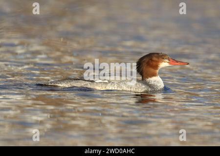 Femelle merganser commun Mergus merganser nageant sur un lac en hiver Banque D'Images