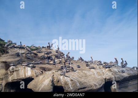 Pélicans sur une falaise à la Jolla Cove Banque D'Images