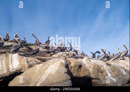 Pélicans sur un rocher à la Jolla, Californie Banque D'Images