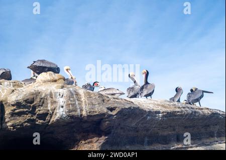 Pélicans sur un rocher à la Jolla, Californie Banque D'Images