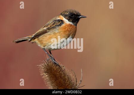 Stonechat commun, stonechat européen (Saxicola rubicola, Saxicola torquata rubicola), mâle perché sur une cuillère à café, vue de côté, Italie, Toscane, Diga di Bi Banque D'Images