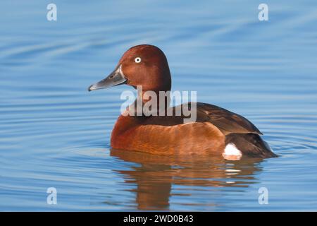 Canard ferrugineux, verger ferrugineux, verger aux yeux blancs (Aythya nyroca), nageant drake, vue latérale, Italie, Toscane, Firenze Banque D'Images