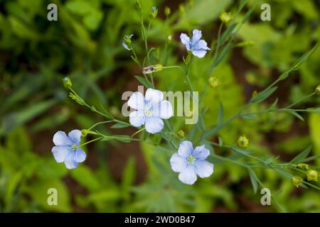 Lin commun (Linum usitatissimum), floraison Banque D'Images