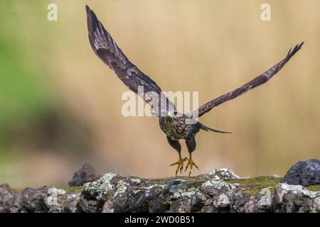 Buzzard commun des Açores (Buteo buteo rothschildi, Buteo rothschildi), décollage, Açores, Sao Miguel Banque D'Images