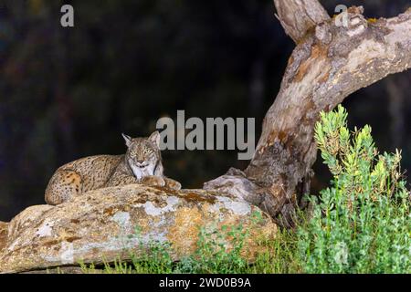 Lynx ibérique (Lynx pardinus), se trouve sur un rocher à côté d'un arbre mort dans l'obscurité, Espagne, Andalousie, Andujar, Parc National de la Sierra de Andujar Banque D'Images