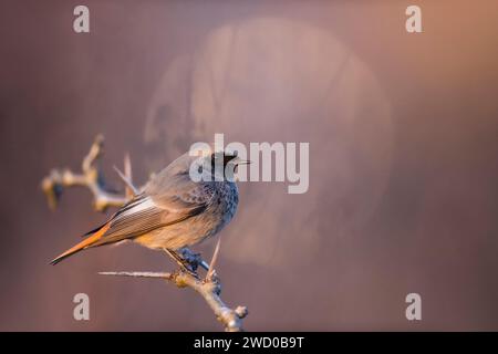 redstart noir (Phoenicurus ochruros), perché sur une brindille, vue latérale, Italie, Toscane, Piana fiorentina; Stagno di Peretola, Firenze Banque D'Images