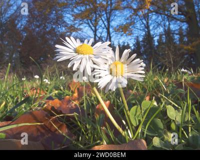 Marguerite commune, pelouse, Daisy Daisy (Anglais) Bellis perennis, blooming, Allemagne Banque D'Images