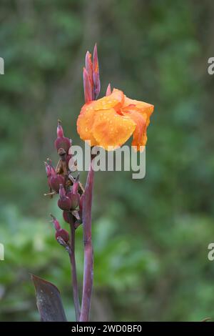 Tir indien, canna, poloke (Canna indica), inflorescence, Madère Banque D'Images