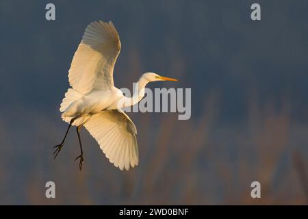 Grande aigrette, Grande Egret blanche (Egretta alba, Casmerodius albus, Ardea alba), voler vers le haut, Italie, Toscane, Piana fiorentina ; Stagno dei Cavalieri Banque D'Images