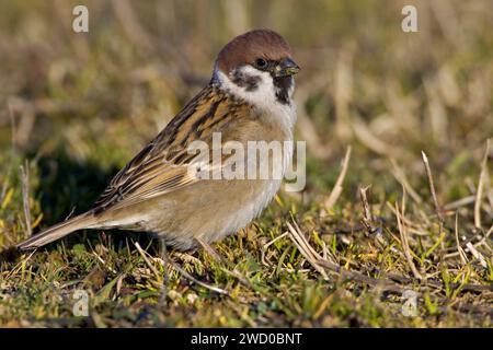 Moineau eurasien (passer montanus), se nourrissant dans une prairie, vue de côté Banque D'Images