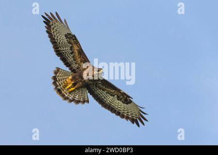 Buzzard commun des Açores (Buteo buteo rothschildi, Buteo rothschildi), en vol, Açores, Sao Miguel, Ribeira Grande, Ribeira Grande Banque D'Images