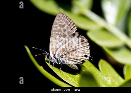 Bleu à queue courte de Lang, bleu zèbre commun (Leptotes pirithous), assis sur une feuille, vue ventrale, France, Rognes Banque D'Images