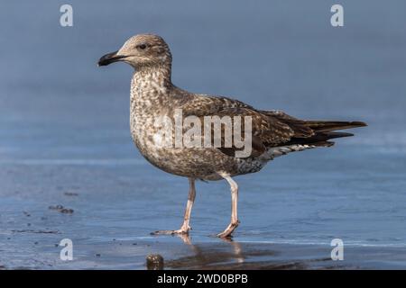 Goéland à pattes jaunes atlantis, Goéland à pattes jaunes des Açores (Larus michahellis atlantis), sur la plage, vue latérale, Açores, Sao Miguel Banque D'Images