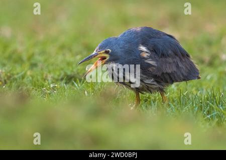 Bitterne nain africain, bitterne nain (Ixobrychus sturmii), capture d'un insecte dans un pré, vue latérale, îles Canaries, Fuerteventura Banque D'Images