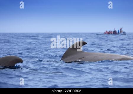 Baleine pilote à longues têtes, baleine à tête plate, baleine caaing, baleine pilote à longue nageoire, baleine pilote de l'Atlantique, poisson-noir, baleine pilote à petites têtes (Globicephala mel Banque D'Images