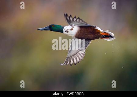 pelleteuse nordique (Anas clypeata, spatule clypeata), drake en vol, vue latérale, Italie, Toscane Banque D'Images