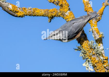 La chaume eurasienne (Sitta europaea europaea, Sitta europaea), repose sur un bouleau mort, Suède, Oeland Banque D'Images