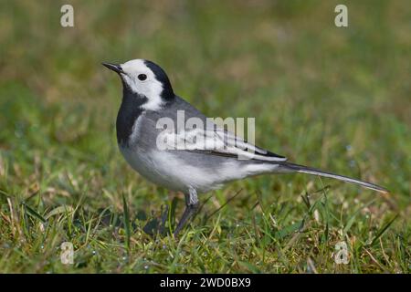 Wagtail, wagtail blanc (Motacilla alba), mâle perché dans une prairie, vue latérale, Italie, Toscane Banque D'Images