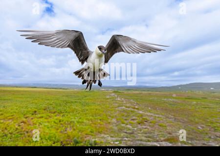 skua à longue queue (Stercorarius longicaudus), mouche dans la zone de reproduction du fjell, Norvège, Troms og Finnmark, Vardoe, Varangerhalvoeya National par Banque D'Images