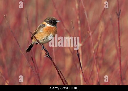 Stonechat commun (Saxicola rubicola, Saxicola torquata rubicola), mâle perché sur un buisson, Italie, Toscane, Barberino di Mugello Banque D'Images