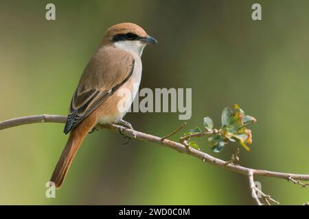 Crevette à queue rouge, crevette du Turkestan (Lanius phoenicuroides), mâle perché sur une brindille, vue latérale, Koweït, Koweït City Banque D'Images